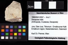 Foto (Objket + Etiketten) von Decapoda indet. 